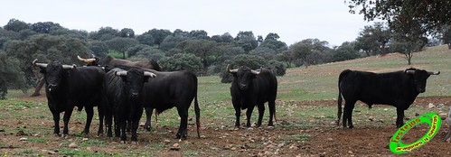 Ganaderia Jandilla (Merida, Badajoz) 4206619728_0175af8fcf