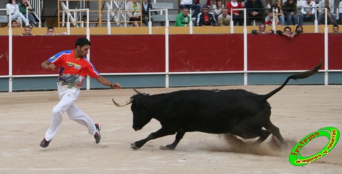 Borja (Zaragoza) 19-09-2009 Concurso de recortadores con anillas, ganaderia Hnos Ozcoz (Fuente de Ebro, Zaragoza) 3943501423_7314ec809a