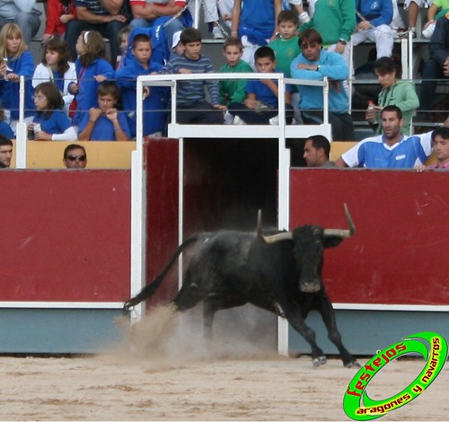 Borja (Zaragoza) 19-09-2009 Concurso de recortadores con anillas, ganaderia Hnos Ozcoz (Fuente de Ebro, Zaragoza) 3944270378_10f7891319