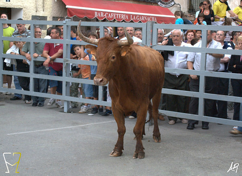 Magallón (Zaragoza) 9.8.2009 Ganadería Merino Gil - Garde (Marcilla, Navarra) 3807158683_beb6c8971c