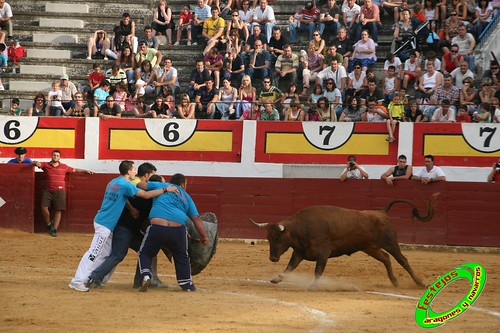 Concurso de roscaderos Ejea de los Caballeros (Zaragoza) 27-06-2009 ganaderia Pedro Dominguez (Funes, Navarra) 3681291096_7f206e1530