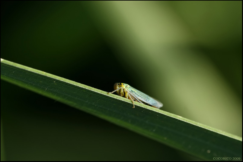 Cicadella viridis 3841971082_3956450a6b_o