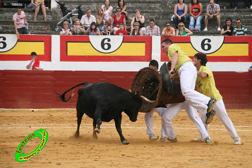 Concurso de roscaderos Ejea de los Caballeros (Zaragoza) 27-06-2009 ganaderia Pedro Dominguez (Funes, Navarra) 3678541449_d02e1e9ec7