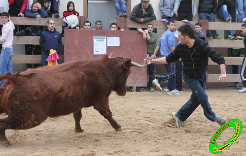 Villatuerta (Navarra) 6-03-2010 ganaderia Macua (Larraga, Navarra) 4422310593_29f1eaf154