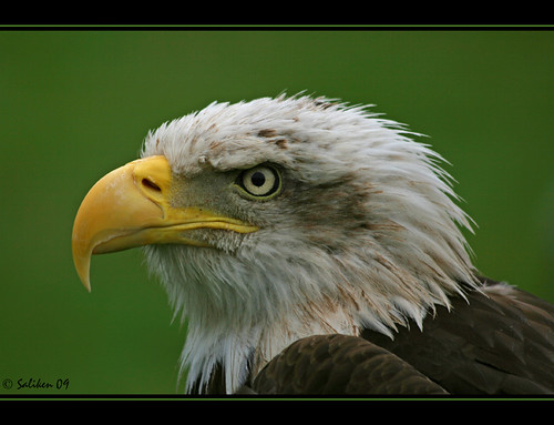 Aguila americana 02