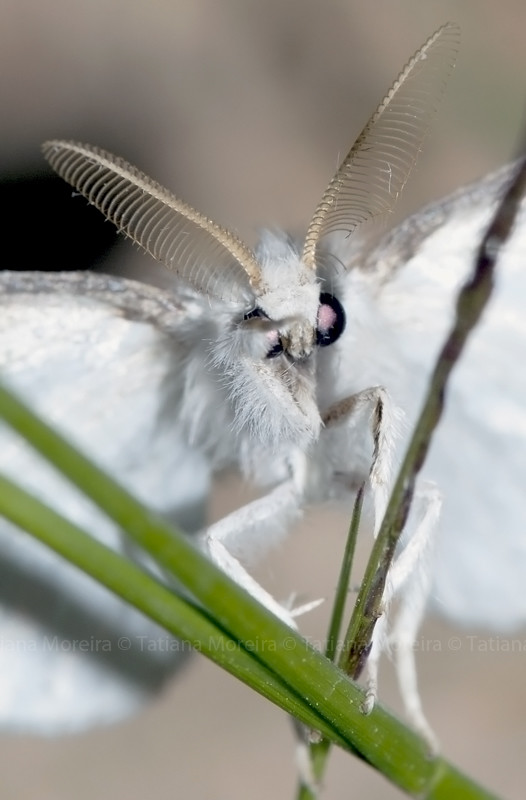 Euproctis similis (Macho)  5857890918_8dbc6dc738_b