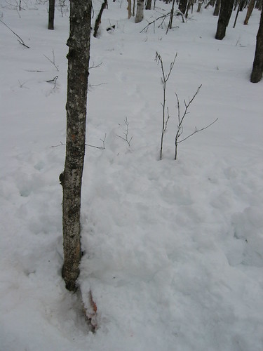 j ai eux plusieurs réponses des coyotes avec mon call 4402625566_9b2d4040fd