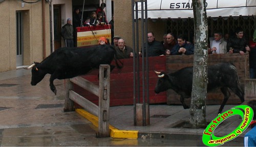 Aldeanueva de Ebro (La Rioja) 3-01-2010 Ganaderia Enrique Dominguez (Funes, Navarra) 4254913076_0b56d6fa8a