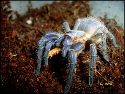 aphonopelma seemani - Page 3 4146238569_60bb567267