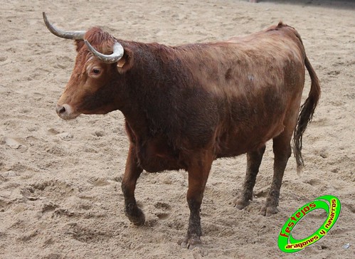 Villatuerta (Navarra) 6-03-2010 ganaderia Macua (Larraga, Navarra) 4423106494_4e34944172