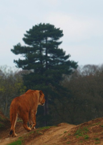 *No cars* Woburn Safari 4517703942_b8303a68cf