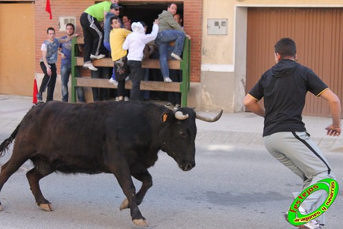 Valtierra (Navarra) 10-04-2010 ganaderia Santos Zapateria (Valtierra, Navarra) 4521162820_07fa9010fd