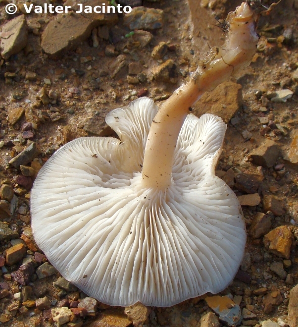 Clitocybe sp. ??? 4273900774_a946b5decb_o