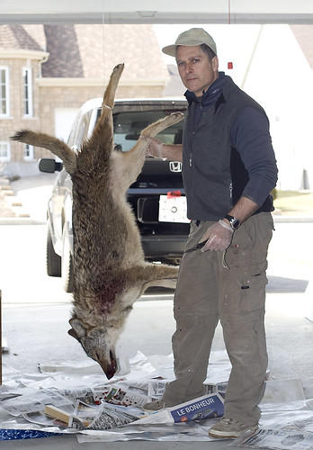 Dépouiller la bête et Tanner la fourrure du coyote de 49 lbs 4484823224_76d0e03f6a