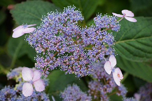 Blue Bird Hydrangea