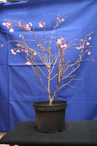 prunus incisa kojo no mai 4467650185_bc368b4123