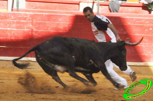 Concurso de recortadores con anillas de Zaragoza, ganaderias Hnos. Ozcoz (Fuentes de Ebro, Zaragoza) y D. Jesus Marcen (Villanueva de Gallego, Zaragoza) 4031023331_e13fe0f2a2