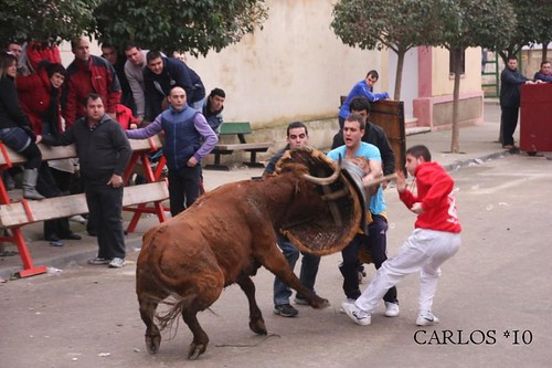 CABAÑAS DE EBRO  24--01-10 GANADERIA RAFAEL ALARCON 4311481747_c91c696d46