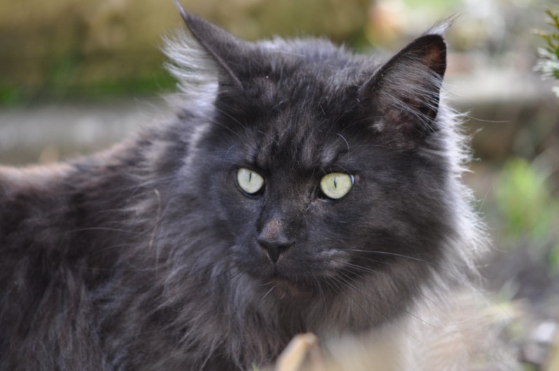 Hermès, 2 ans, superbe chat gris !! - Page 4 4471357590_21c592be93_o