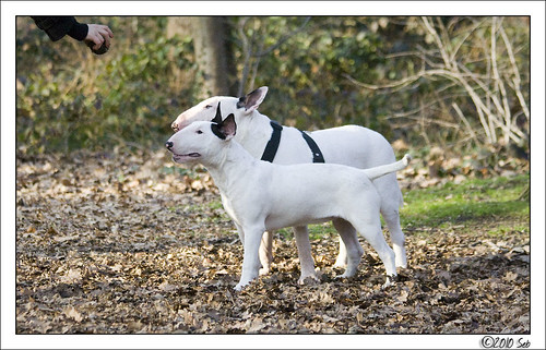 Vincennes le 20/02/2010 4373162279_f947dd6c58