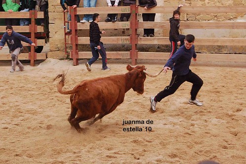 Villatuerta (Navarra) 5-03-2010 ganaderia Alba Reta (Grocin, Navarra) 4459658769_52b6a520af