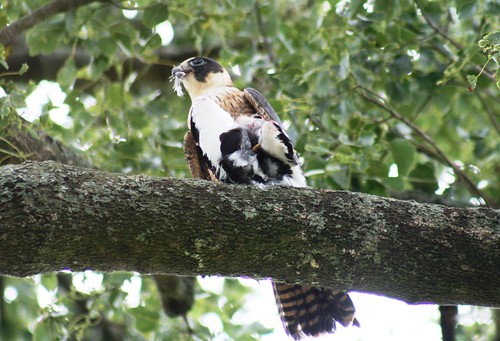 Falconiformes. sub Falconidae - sub fam Falconinae - gênero Falco - Página 2 4317354661_b095c0b91e