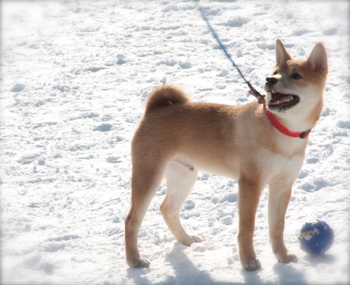 Fotos de shibas en la nieve 4266117712_3e41f06391