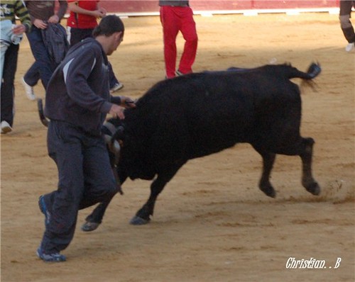 Teruel 6-4-2010 ganaderia Pedro Fumado "El Charnego" (Deltebre, Tarragona) 4514904956_c3dbd92277