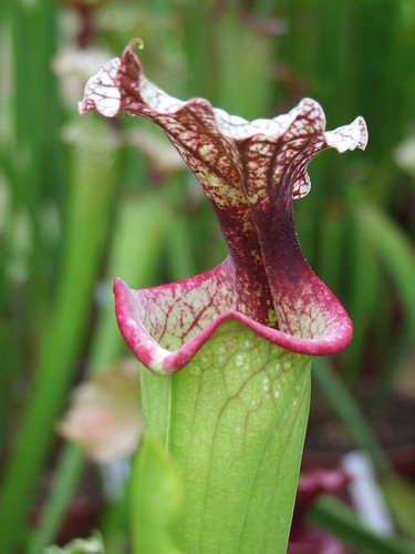 Sarracenia et dionaea pour une fois... 5747492600_954b922de2