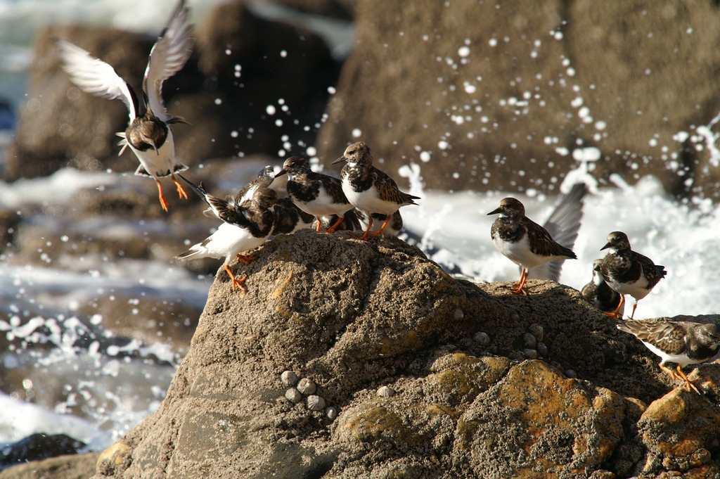 Fil 2010 les oiseaux - Page 3 4106356715_97d362f4b6_o