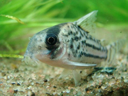 Fotografias de corydoras - Fotogaleria 4386174730_a7aa8b6e22