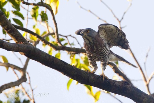 Crested Goshawk - Accipiter trivirgatus เหยี่ยวนกเขาหงอน  4385582389_e6c8f1788e