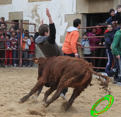 Villatuerta (Navarra) 6-03-2010 ganaderia Macua (Larraga, Navarra) 4422342869_33ce50e83c