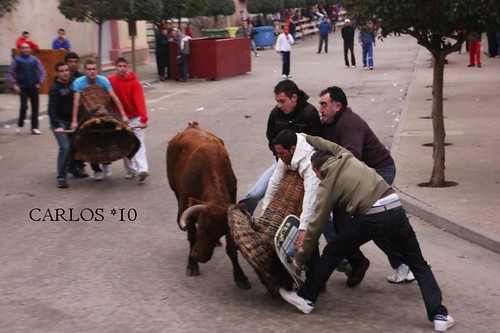 CABAÑAS DE EBRO  24--01-10 GANADERIA RAFAEL ALARCON 4312218440_37b64a2798