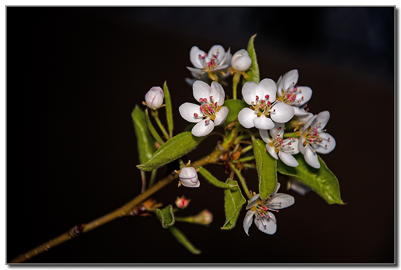 flores de peral 4498032996_e509725eb6_o