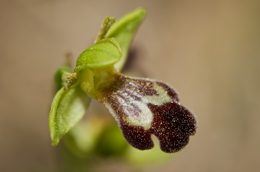 Ophrys israéliens 4368191685_cf05019853_b_d
