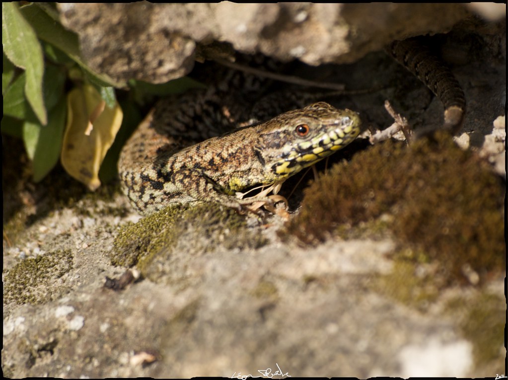 Petit lézard dans son trou 5741278674_c7212a83bf_b