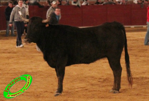 Toro Júbilo. Ganadería Adolfo Martín (Miajadas, Cáceres) y vacas de Hnos. Orero Lecris (Barracas, Castellon) 4382350795_7727e7440a