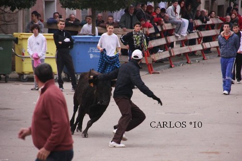 CABAÑAS DE EBRO  24--01-10 GANADERIA RAFAEL ALARCON 4311483449_f75a1934d1