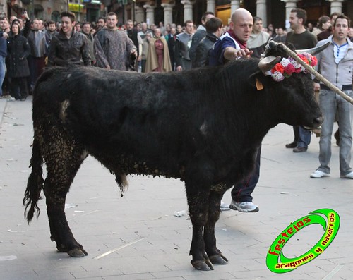 Toros ensogados (Teruel) 4379080211_c2a44e8182