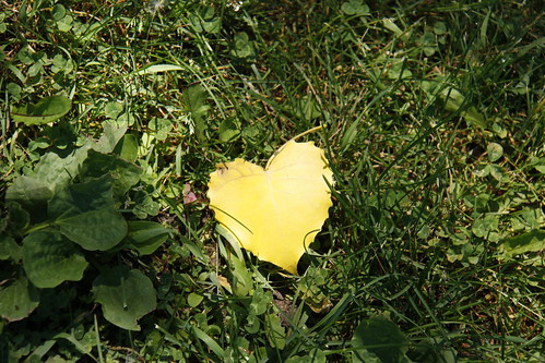 Lonely Heart 4300333871_064d2cf8ba