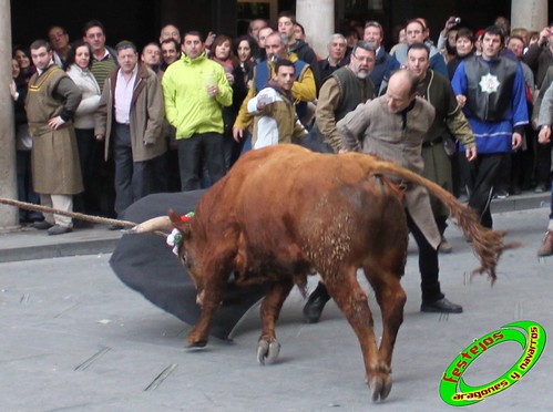 Toros ensogados (Teruel) 4379811702_7a44f58f23