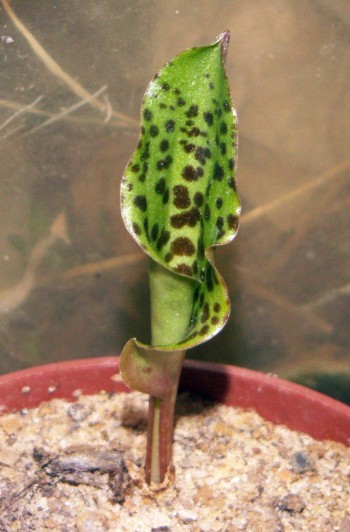 Drimiopsis maculata 2312192988_02ea321f71_o