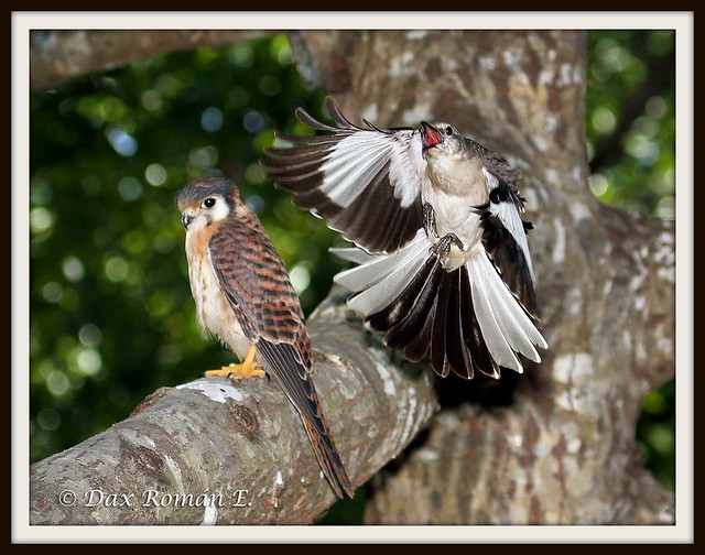 Falconiformes. sub Falconidae - sub fam Falconinae - gênero Falco - Página 3 5751063399_0709c2eb8b_z
