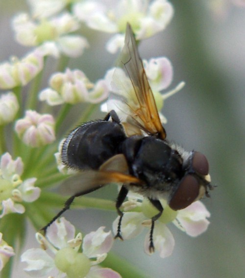 Elomyia lateralis 2493500485_81f1993aea_o