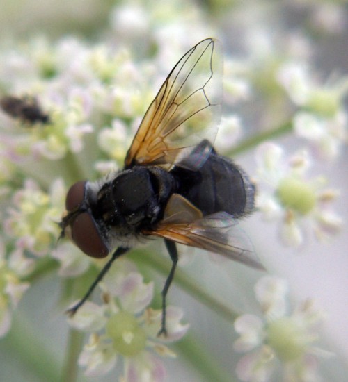 Elomyia lateralis 2493500483_1893642b8f_o