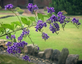 Duranta erecta 5695510920_7598d746fd_o