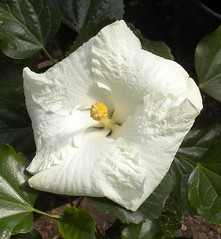 La forêt enchantée, Hibiscus passion pour l'hibiscus. - Page 19 3979922118_1d7e1f4d7a_m