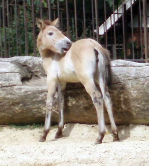 Equus przewalskii 4124349198_cbb39d76a9_o