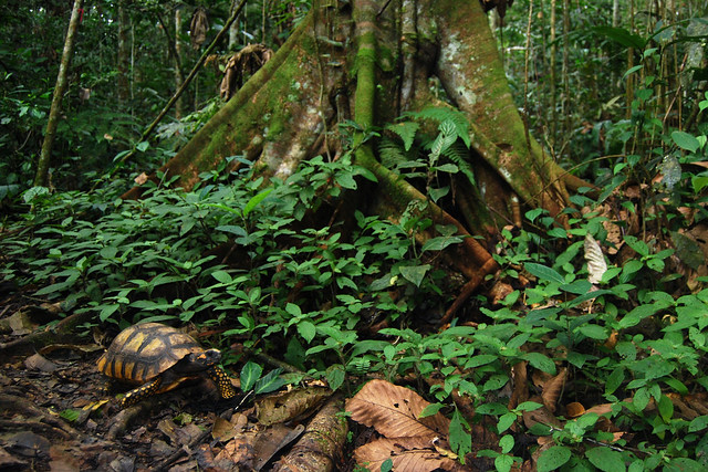 Una selva poblada de criaturas “extrañas” en Ecuador 3845598086_3727a00986_z